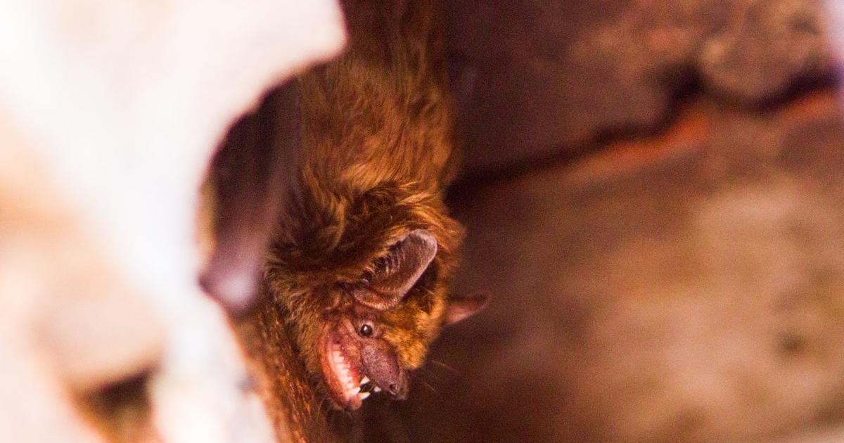 Fall brings active bats and an increased risk of rabies