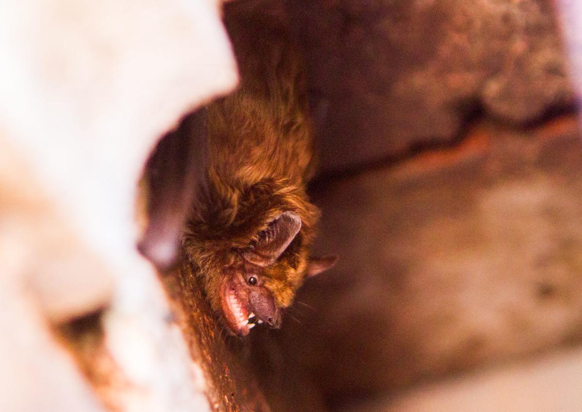 Bat