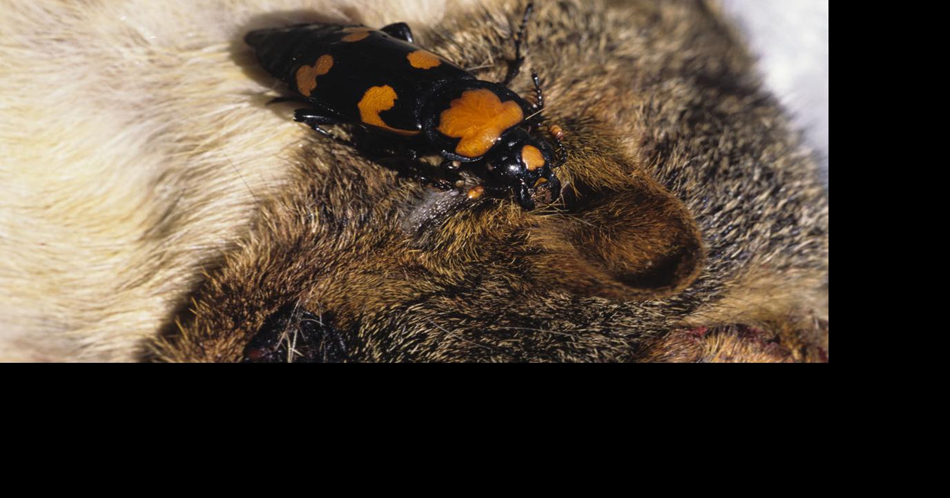 Supporting biodiversity: death and decomposition in nature