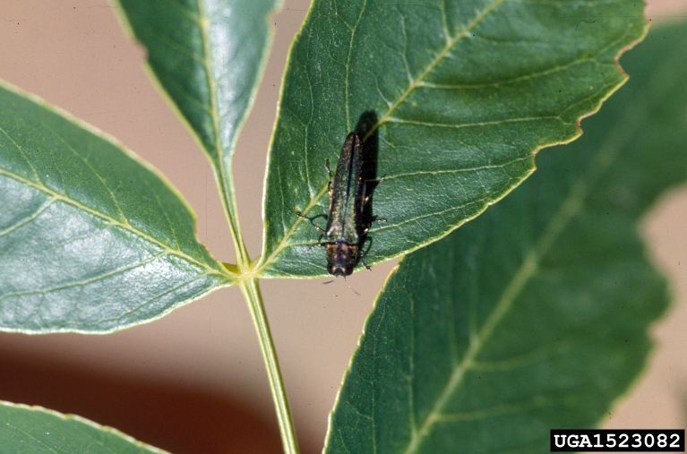 In Lincoln s fight with ash borer 3 000 trees removed nearly