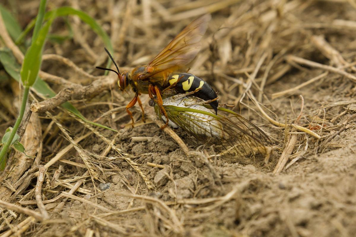 Killer wasps work to rid trees of cicadas Outdoors