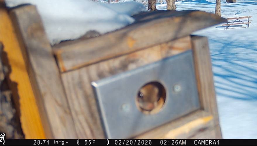 Flying squirrels fuel student-led research and outreach