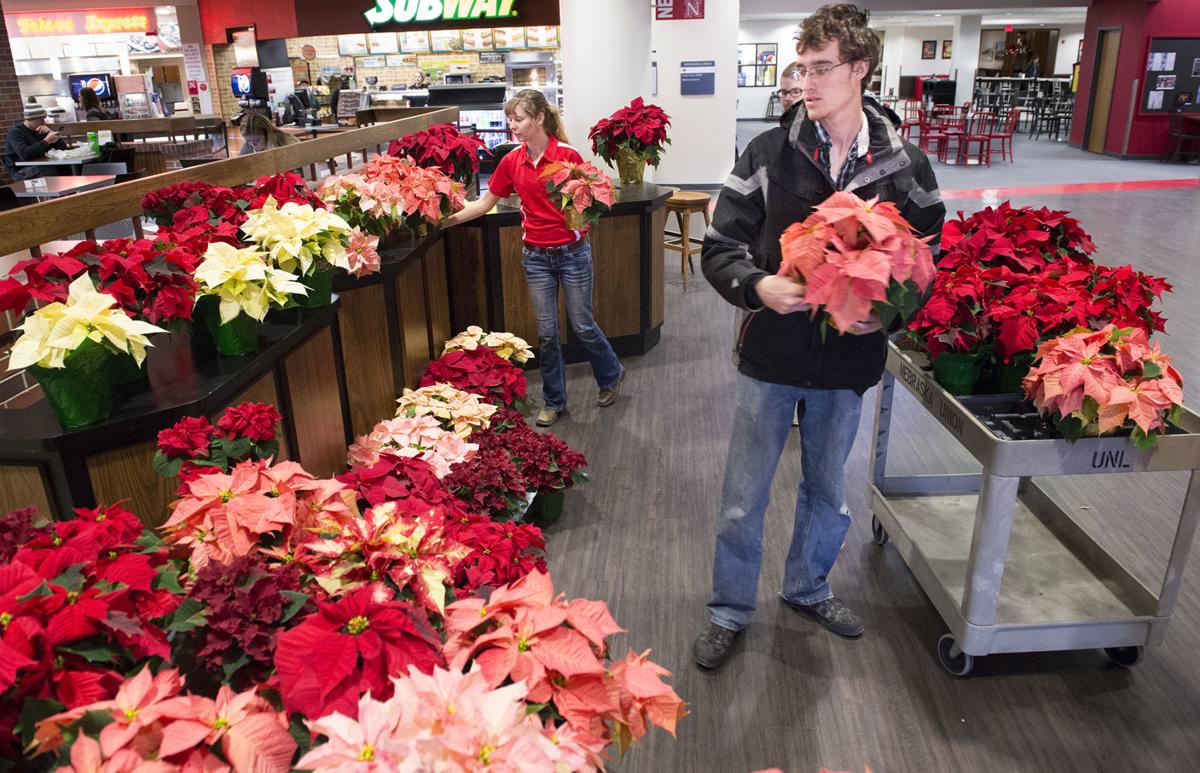Poinsettia sale