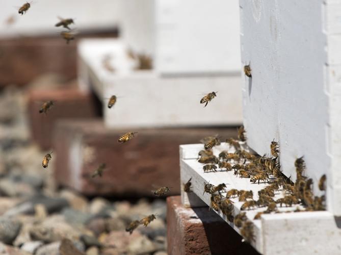 Bees at the Cornhusker Marriott