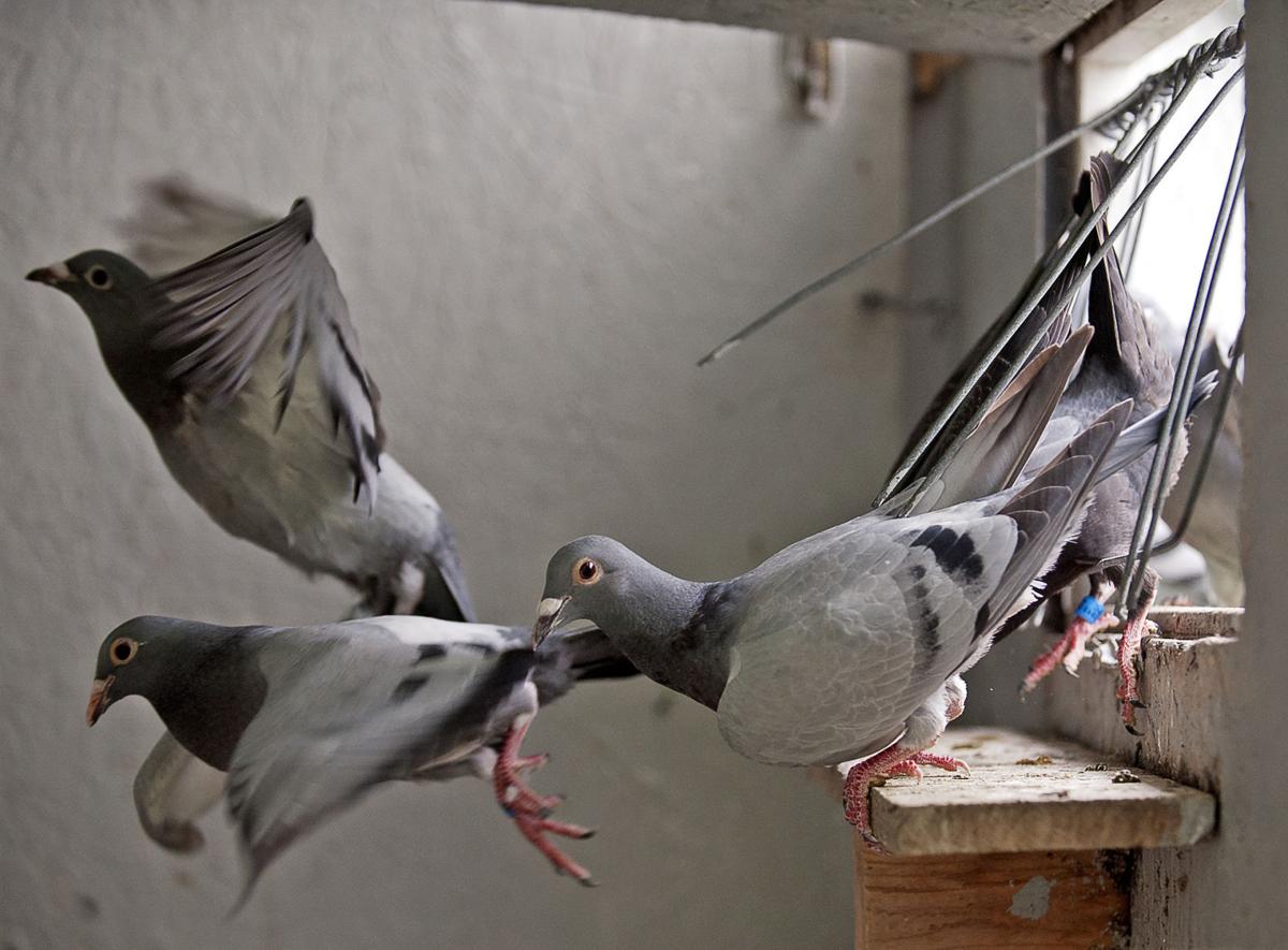 Photos Racing pigeons in Lincoln