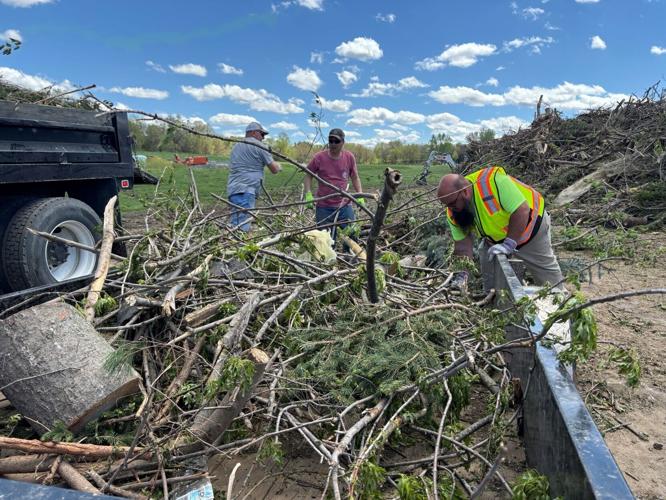 Tree debris