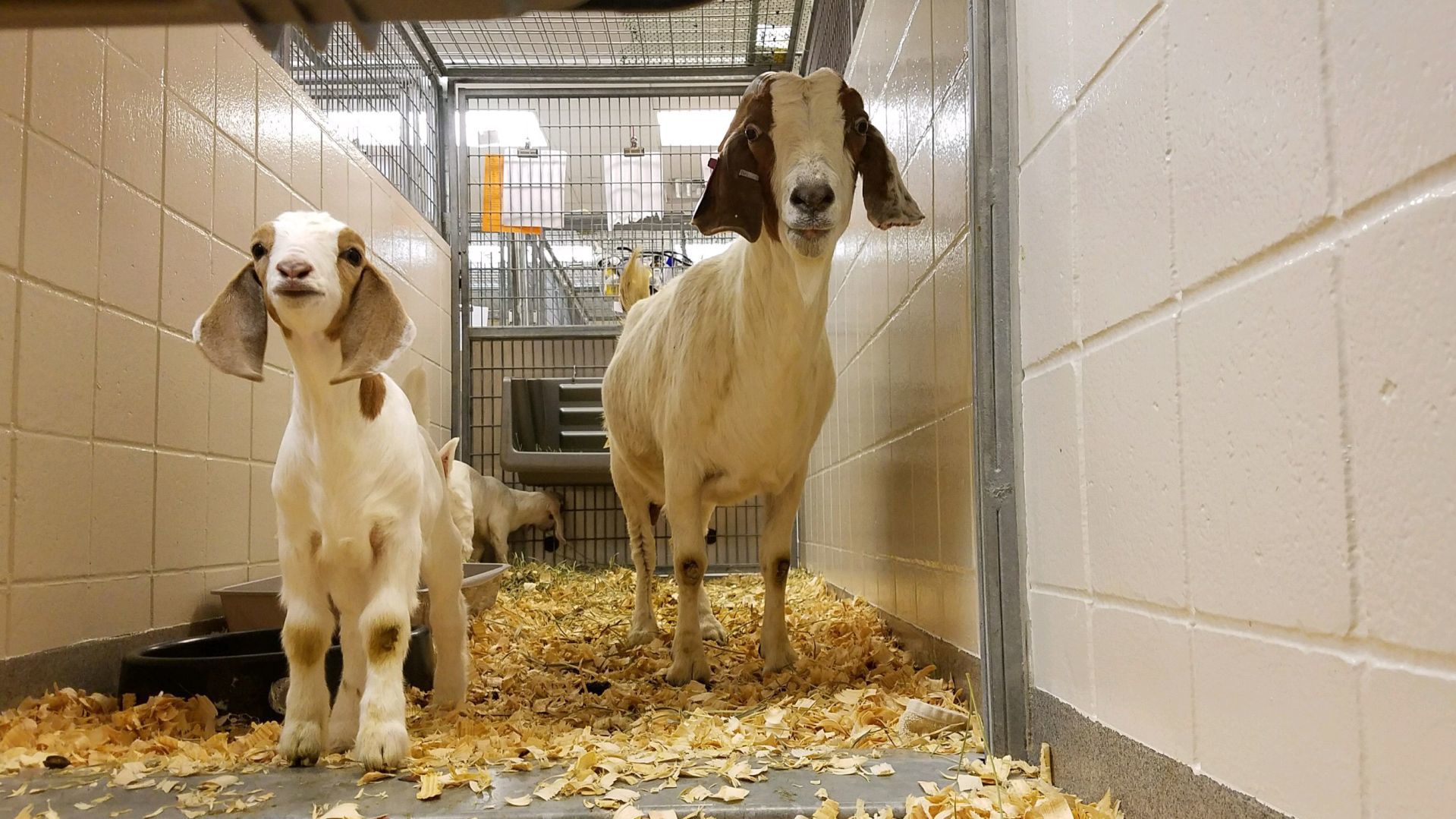 Otoe County farmer accused of slowly killing his livestock again