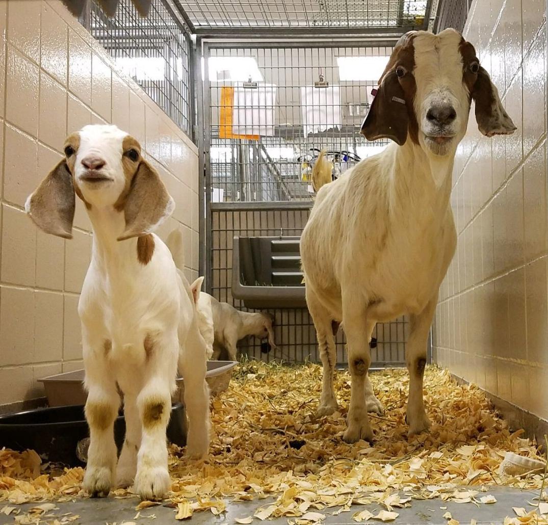 Otoe County Farmer Accused Of Slowly Killing His Livestock Again