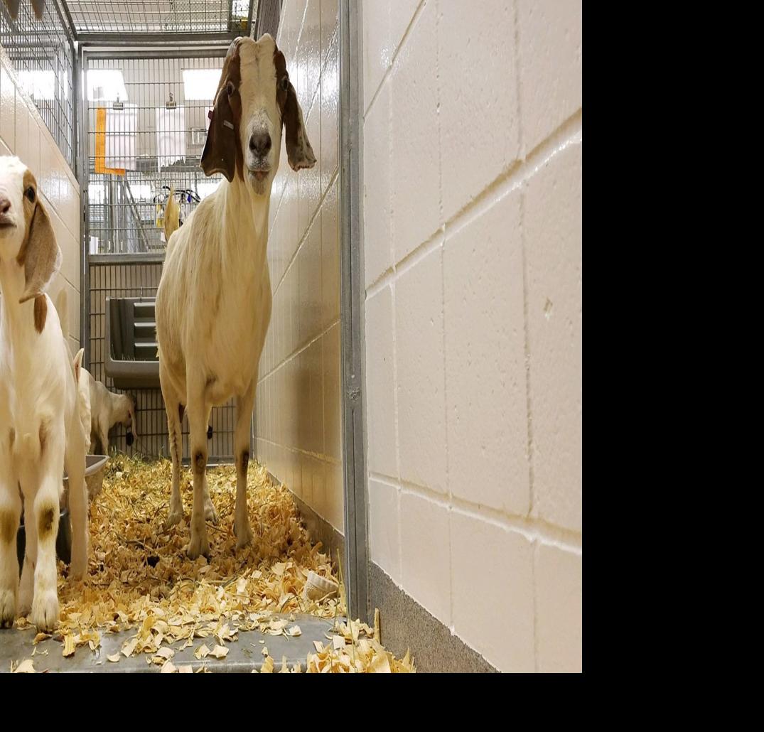 Otoe County farmer accused of slowly killing his livestock, again |  Nebraska News | journalstar.com