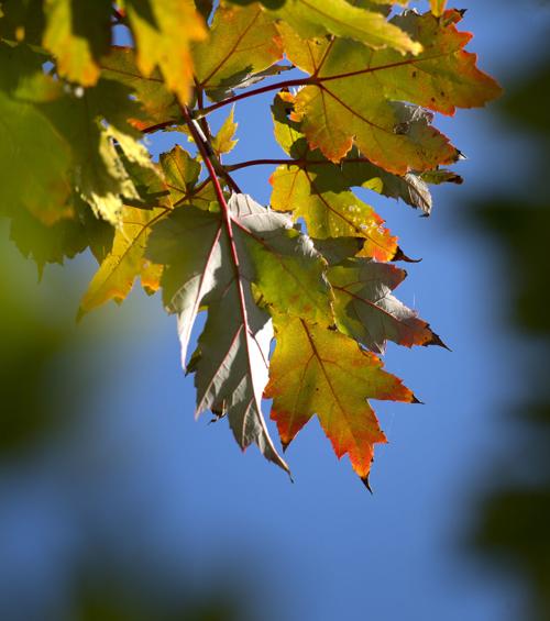 Fall colors