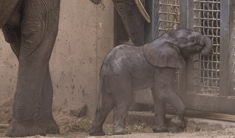 Omaha zoo reveals name of its newest baby elephant