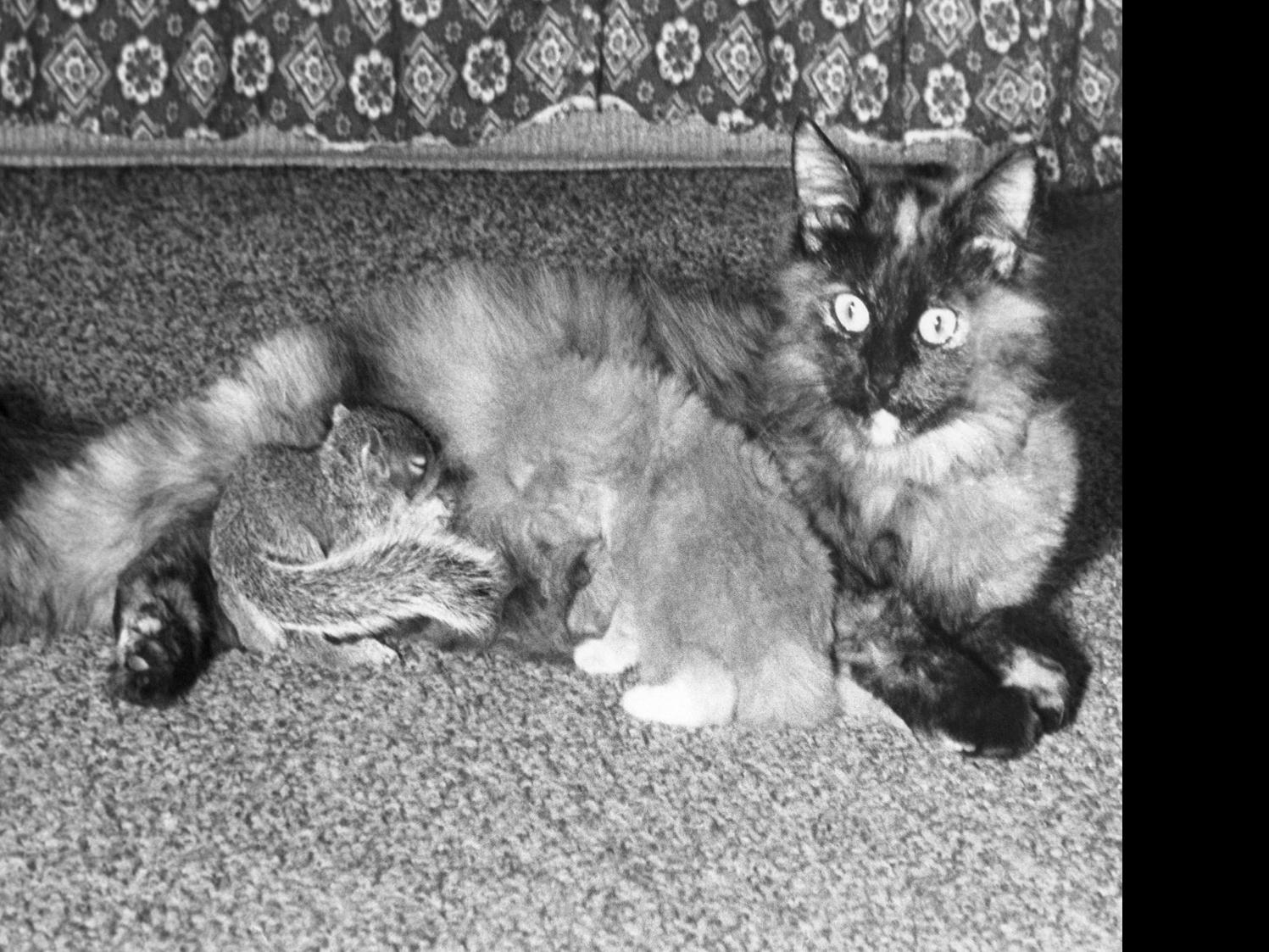 35 Photos Of Unlikely Animal Friendships Pets Journalstar Com