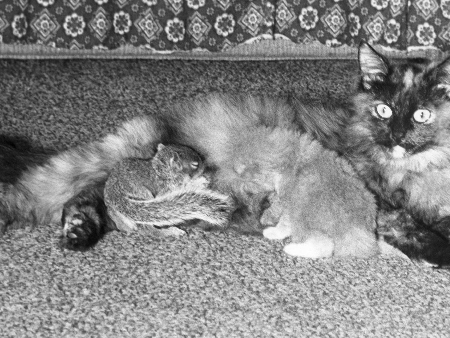 35 Photos Of Unlikely Animal Friendships Pets Journalstar Com