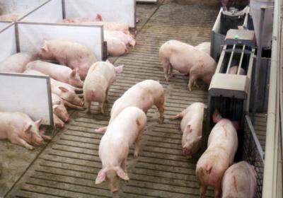 Hog farm