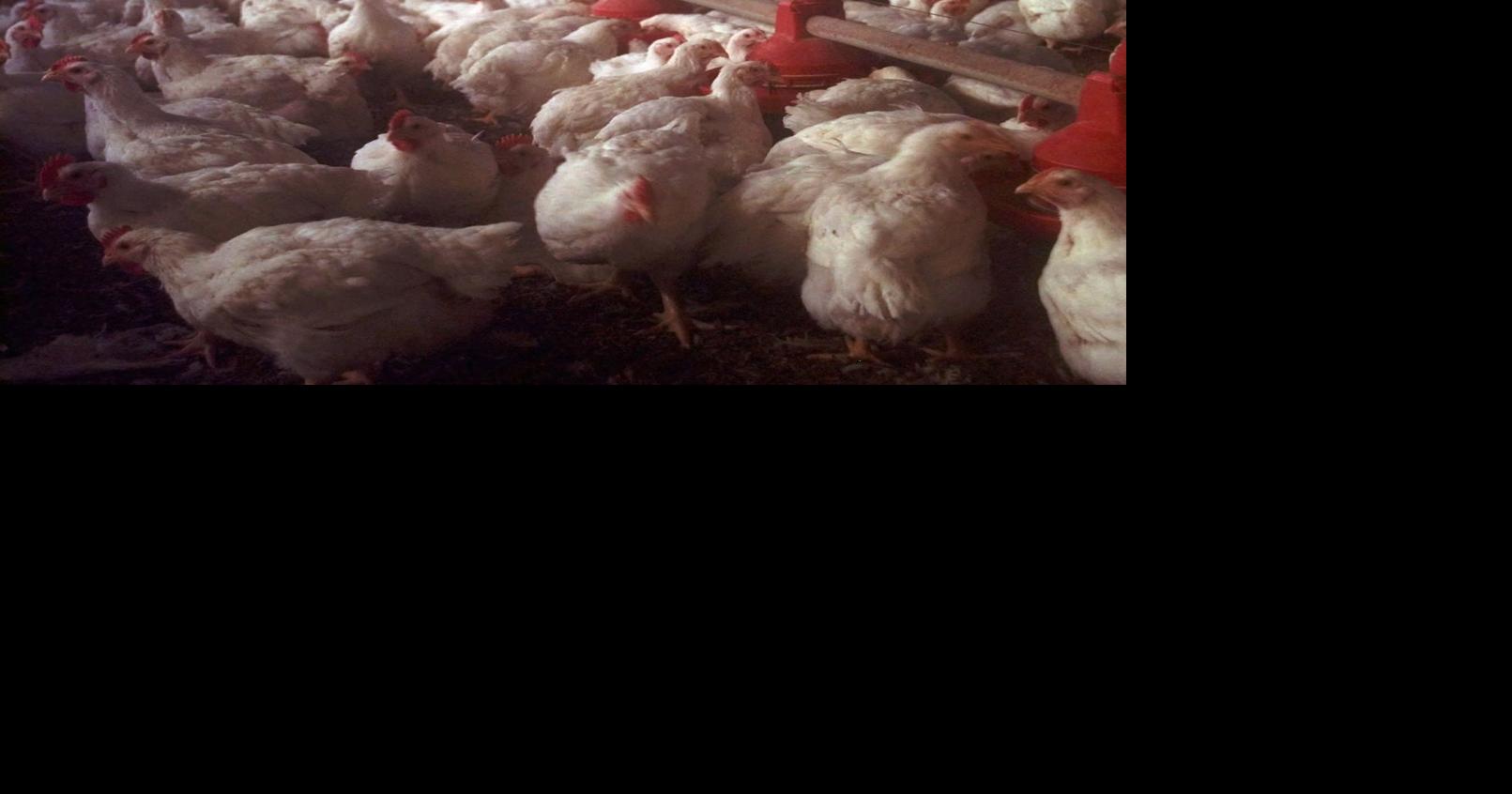 570,000 broiler chickens to be destroyed as bird flu hits Nebraska ... - Lincoln Journal Star
