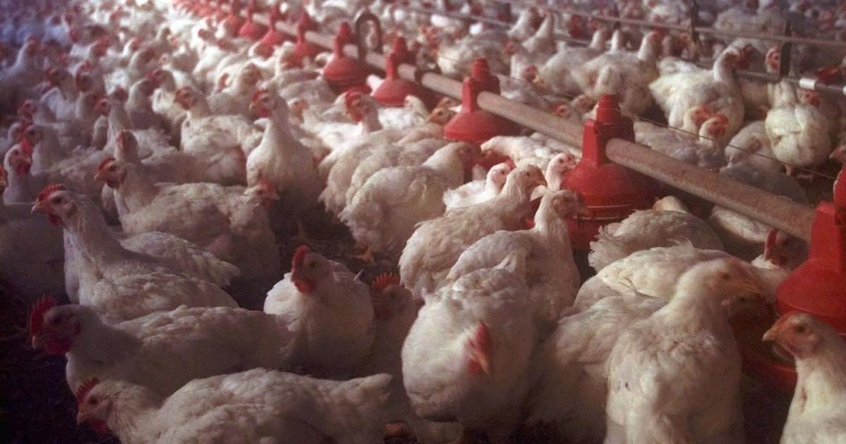 570,000 broiler chickens to be destroyed as bird flu hits Nebraska ... - Lincoln Journal Star