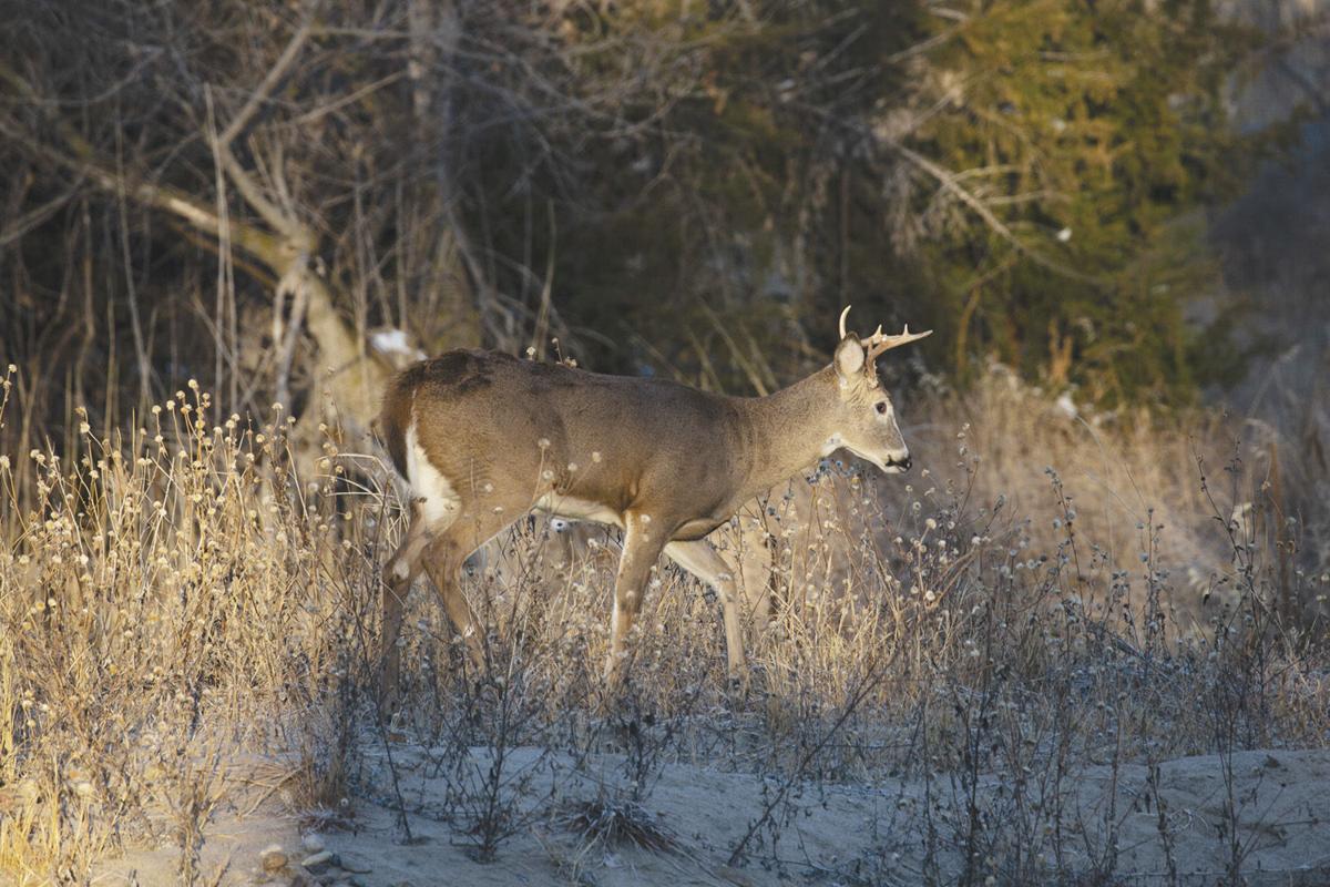 White-tailed deer