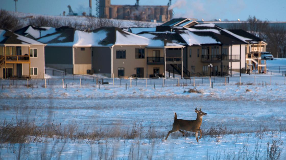 Nebraska's wildlife already feeling the heat from climate change - Lincoln Journal Star