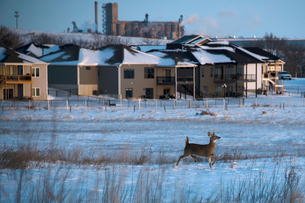 Wildlife
