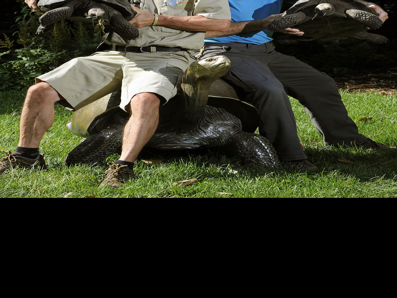 10 Creative And Educational Dinosaur Crafts Dinosaur Crafts Dinosaur Activities Dinosaur Projects