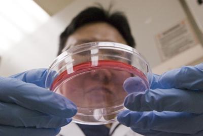 Stem cells