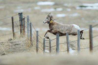 Bighorn sheep (copy)