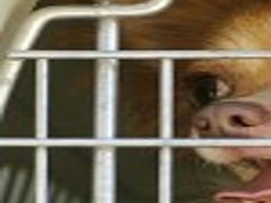Animal Welfare Group Rescues Nearly 100 Breeder Dogs Local