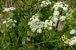 Sarah Browning: Poison hemlock blooming across area