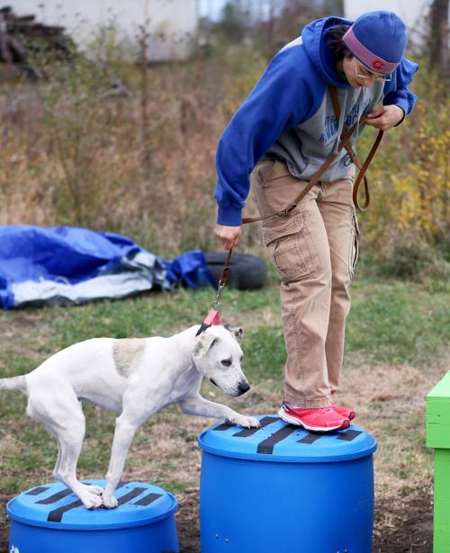 Eagle Scouts To Help Dogs At Central Nebraska Humane