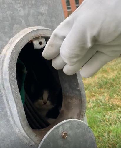 Humane Society frees kitten whose head was trapped in a truck