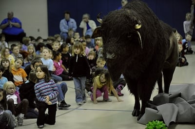 giant stuffed buffalo