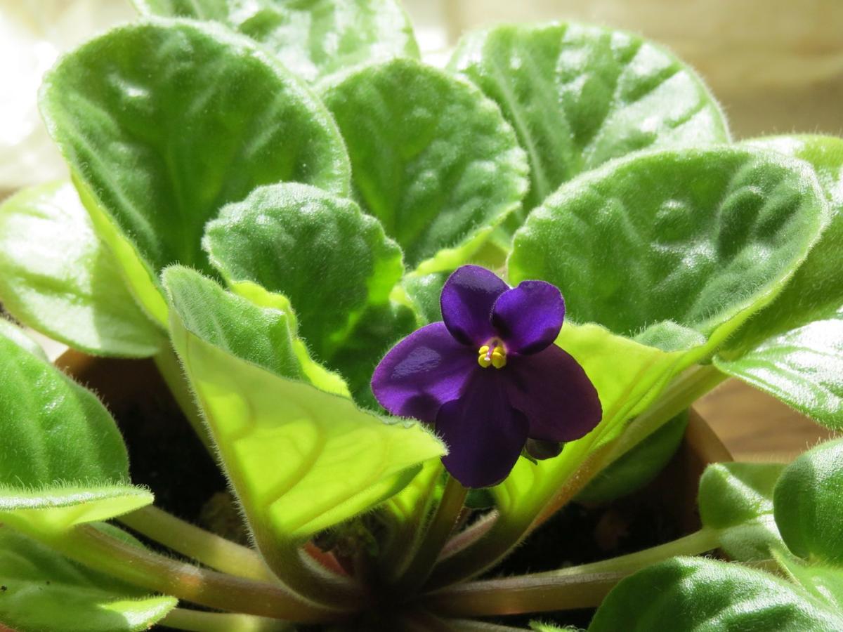 violet