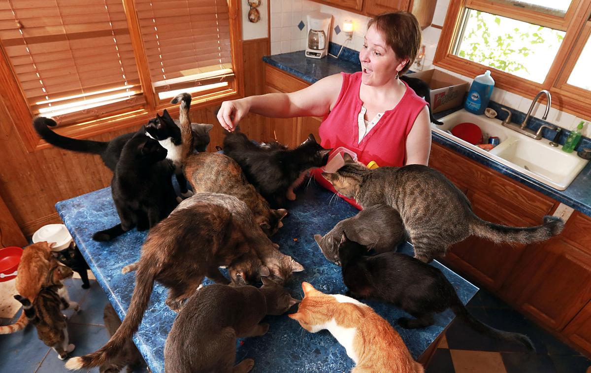 Woman hopes to run cat cafe in Grand Island Nebraska