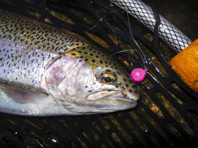 Trout