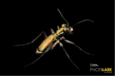 Miami tiger beetle, 11.28