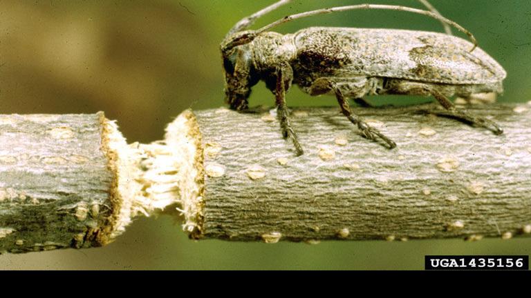 Sarah Browning: Twig girdlers make mark on oak trees | House & Garden