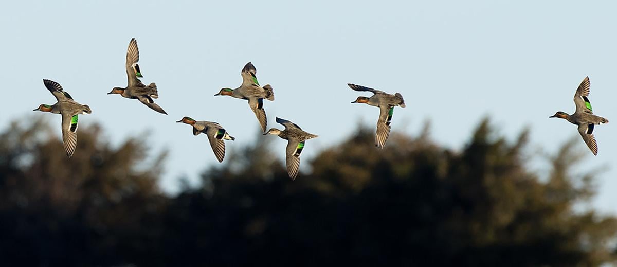 Green-winged teal