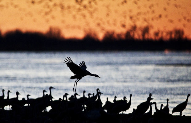 Sandhill cranes