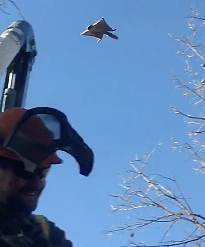 Flying squirrel