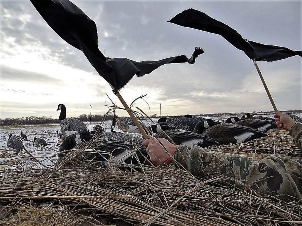 Try flagging Canada geese to decoy spread