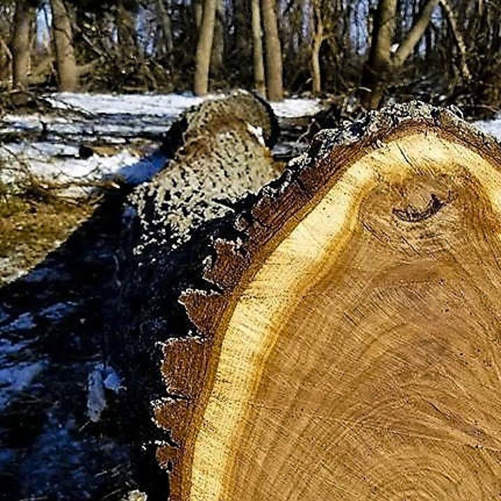 Poachers Targeting Black Walnut Trees More Sports Journalstar Com