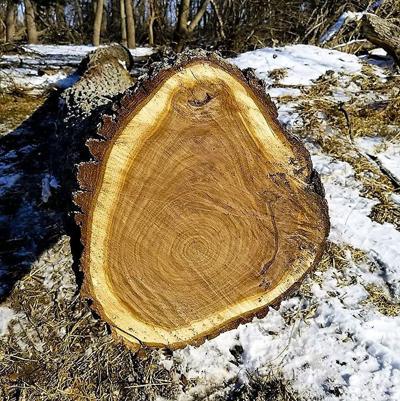 Black walnut tree
