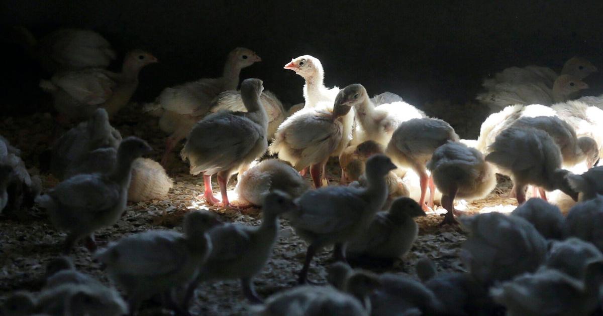 Cases of bird flu found in Lincoln geese | Agriculture
