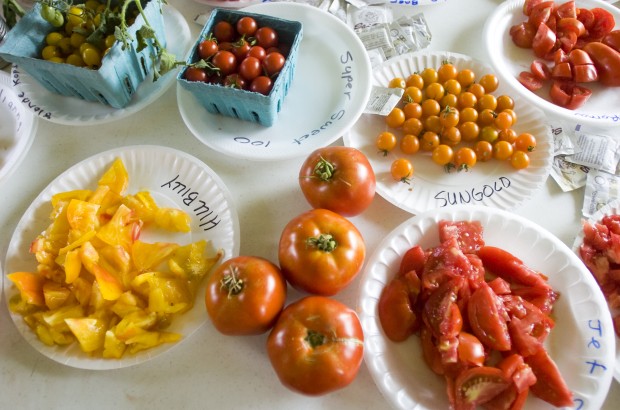 Midwest Tomato Fest shares different varieties of beloved fruit Midwest Tomato Fest shares different varieties of beloved fruit