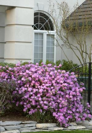 Sarah Browning: Rhododendrons bring pop of color