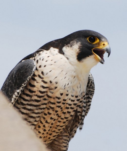 Falcons nest at Nebraska Capitol for 6th year in a row Local