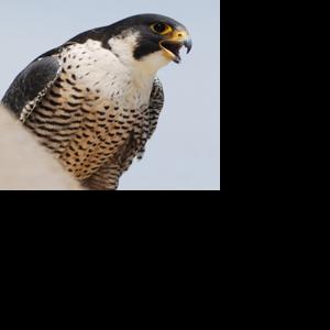Falcons nest at Nebraska Capitol for 6th year in a row