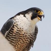 Falcons In Nebraska Falcons nest at Nebraska Capitol for 6th year in a row