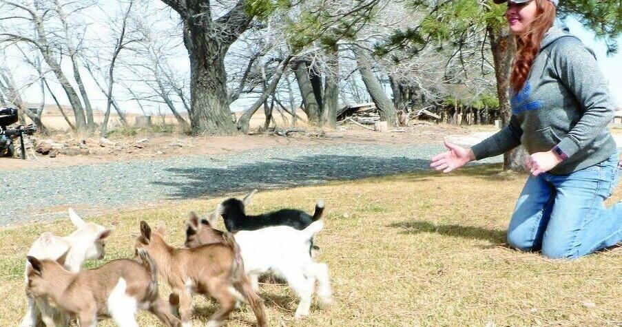 Watch now: Nigerian dwarf goat turns out five healthy kids on Nebraska farm | Agriculture