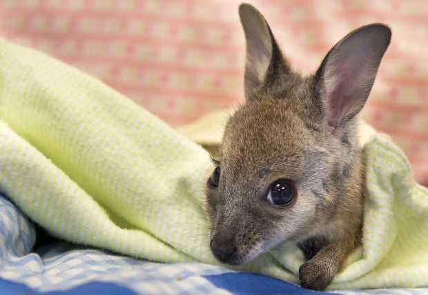 Zookeepers hand-raising baby wallaby
